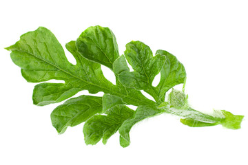Watermelon leaf closeup