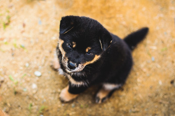 Portrait of adorable black and tan shiba inu puppy sitting outside on the ground and looking to the camera