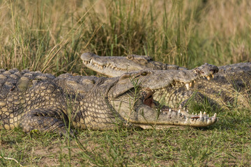 Nile Crocodile