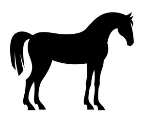 Black horse on a white background