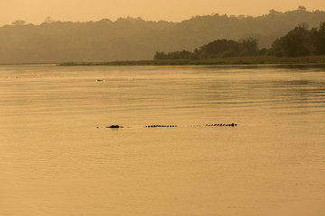 Obraz na płótnie Canvas Nile Crocodile