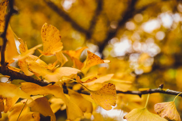 Yellow leaves of a tree during winter