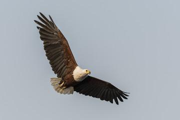 African Fish Eagle