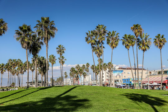 Palm trees on a clear sunny day in Venice Beach, California, USA