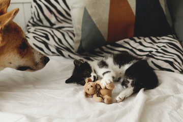 cute kitty and golden dog playing on bed with pillows in stylish room. adorable black and white kitten and puppy with funny emotions having fun on blanket. cozy home