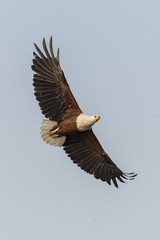 African Fish Eagle