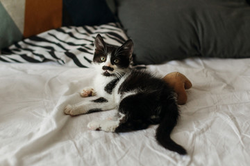 cute little kitty playing with little teddy toy near stylish pillows on white bed sheets in  morning light. adorable black and white kitten with funny emotions lying on blanket