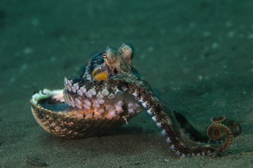 Obraz na płótnie Canvas Coconut octopus (Amphioctopus marginatus) using seashell for shelter. Picture was taken in Lembeh Strait, Indonesia