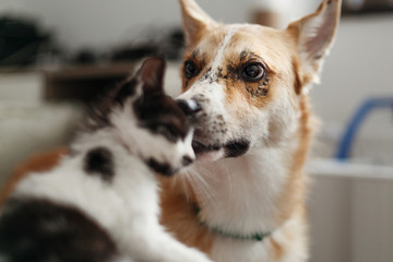 cute kitty meeting with big golden dog in stylish room. woman holding adorable black and white kitten and playing with puppy, funny emotions together. best friends. vet concept