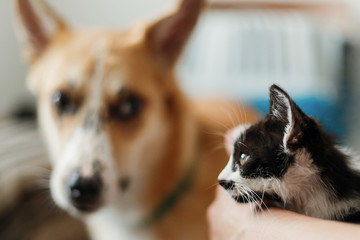 cute kitty meeting with big golden dog in stylish room. woman holding adorable black and white kitten and playing with puppy, funny emotions together. best friends. vet concept