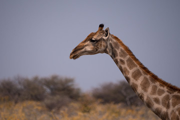 Giraffe in Etosha National Park, Namibia