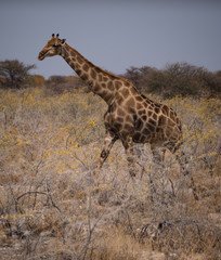 Giraffe in Etosha National Park, Namibia