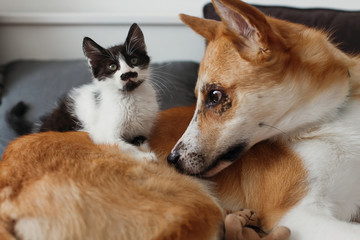 cute little kitty sitting on big golden dog on bed with pillows in stylish room. adorable black and white kitten and puppy with funny emotions playing together on blanket. best friends.