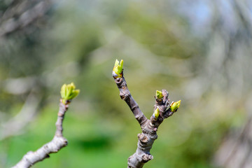 New leaves sprouting on a branch