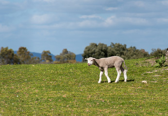 Lamb bleating in the pasture. Spring and sunny day. 
