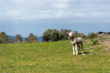 Obraz premium Lamb looking for his mother in the pasture. Spring and sunny day. Alburquerque, Extremadura, Spain.