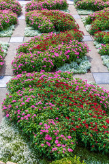 Pink and Red Phlox in Garden