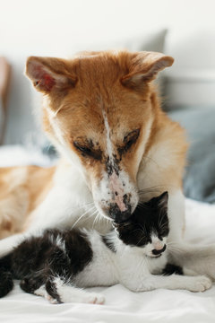 Big Golden Dog Smelling Cute Little Kitty On Bed With Pillows In Stylish Room. Adorable Black And White Kitten And Puppy With Funny Emotions Resting Together. Sweet Moments