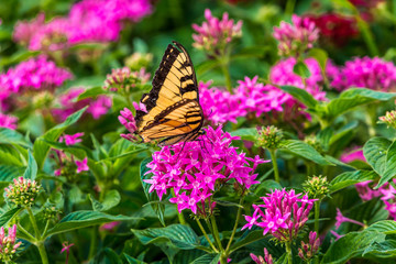 Swallowtail on Phlox