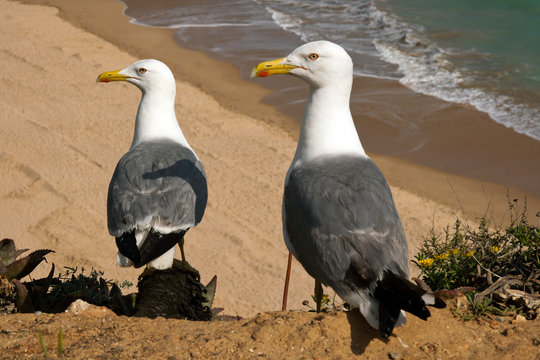 M&ouml;wen Duo
