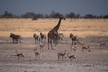 Naklejka na ściany i meble Giraffe in Etosha National Park, Namibia