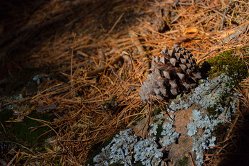 Pine cone of a pine tree on the ground