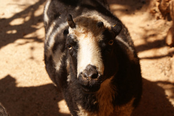 Fototapeta premium Oveja Jacob