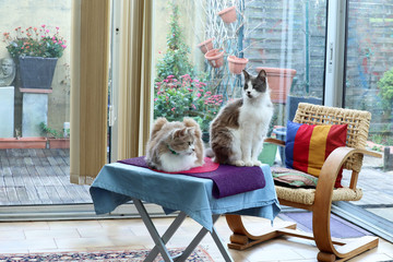 Fototapeta premium Two Beautiful Domestic Cats At Home
