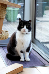 Fototapeta premium Cute Black And White Domestic Cat Sitting In Front Of A Glass Door