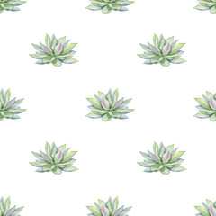 Watercolor succulents seamless pattern, echeveria illustration, botanical painting of dudleya and zwartkop. Stone rose. Sempervivum art. Elements for design of invitations, posters, fabrics. 