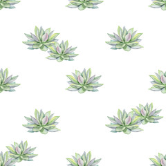 Fototapeta premium Watercolor succulents seamless pattern, echeveria illustration, botanical painting of dudleya and zwartkop. Stone rose. Sempervivum art. Elements for design of invitations, posters, fabrics. 