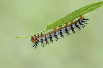 Oruga Naranja blanca en hoja