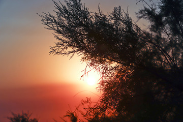 Sea sunset. Silhouettes of shrubs in the light of the setting sun.
