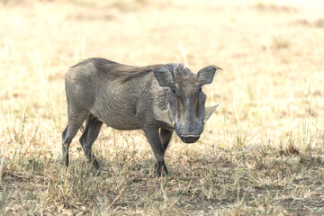 Warthog Africa
