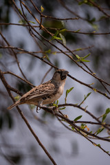 The Sociable Weaver (Philetairus socius) in Etosha National Park, Namibia