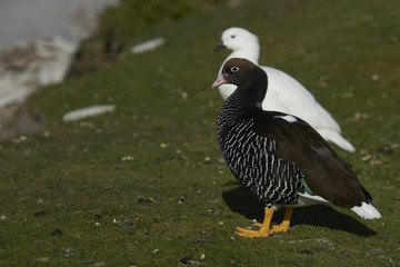 Pair of Kelp Geese (Chloephaga hybrida malvinarum) on the coast of Carcass Island in the Falkland Islands.