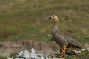 Ruddy Headed Goose (Chloephaga rubidiceps) on Carcass Island in the Falkland Islands