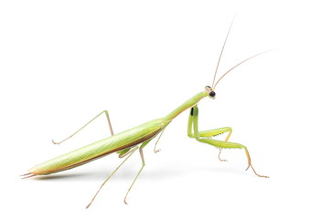 Green mantis isolated on white background, Rhombodera Basalis