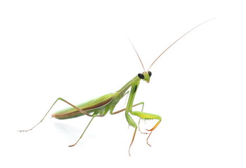 Green mantis isolated on white background, Rhombodera Basalis