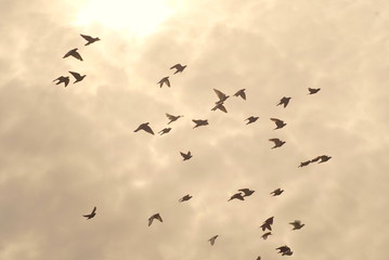 group of pigeons in the sky