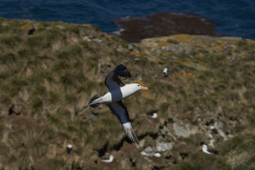 Black-browed Albatross (Thalassarche melanophrys) in flight over the crowded cliffs of West Point Island in the Falkland Islands.