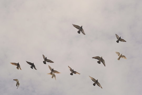group of pigeons in the sky