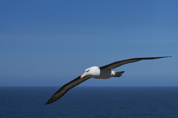 Fototapeta na wymiar Black-browed Albatross (Thalassarche melanophrys) in flight along the cliffs of West Point Island in the Falkland Islands.