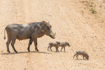 Warthog Babies Piglets