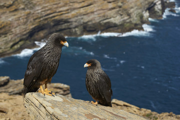Obraz premium Pair of Striated Caracara (Phalcoboenus australis) standing a rocky cliff on West Point Island in the Falkland Islands.
