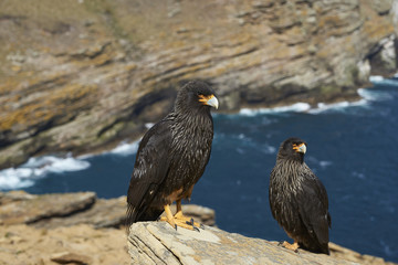 Pair of Striated Caracara (Phalcoboenus australis) standing a rocky cliff on West Point Island in the Falkland Islands.