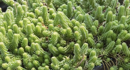 green sedum plant in the garden