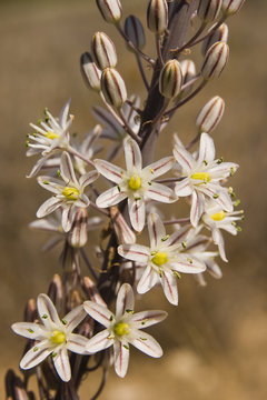 Kleinfr&uuml;chtiger Affodill (Asphodelus aestivus)