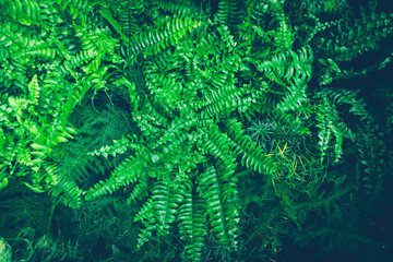 Fern houseplant. Green leaves background