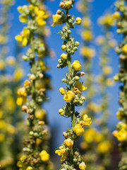 yellow flowers